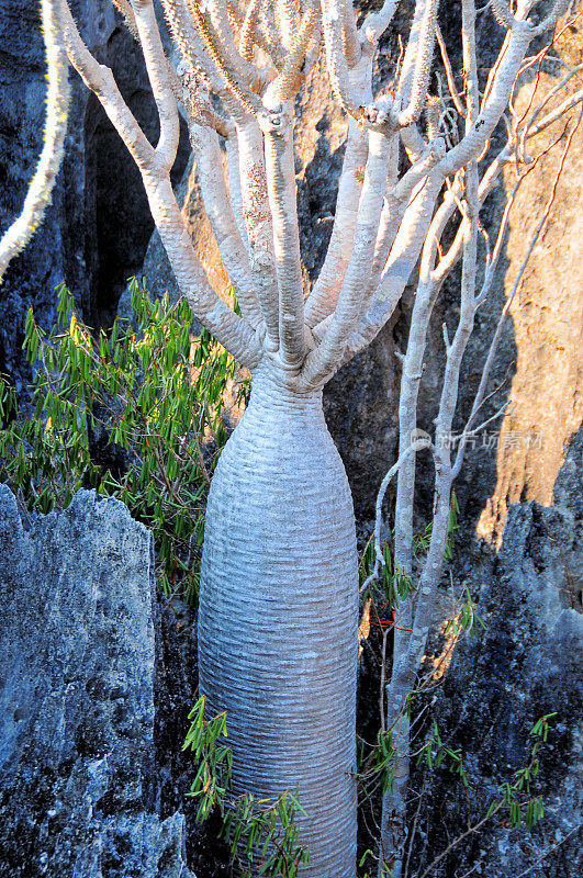 Bemaraha，马达加斯加棕榈树，Pachypodium lamei